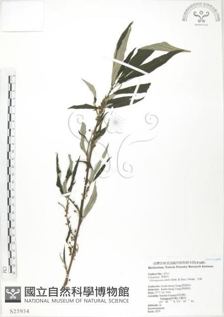 水麻藏品圖，第1張