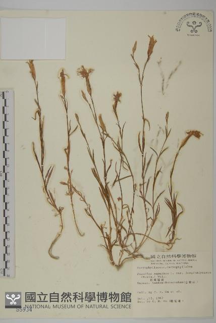 長萼瞿麥藏品圖，第1張