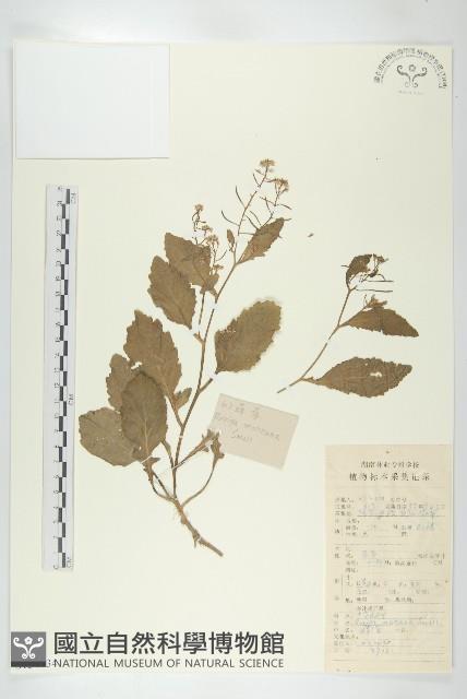 無瓣蔊菜藏品圖，第1張