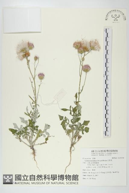 泥胡菜藏品圖，第1張