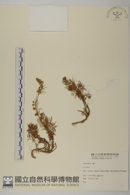 登錄號:S007934藏品圖，第1張