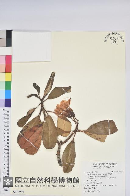 大白杜鵑藏品圖，第1張