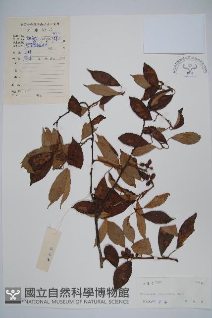 小葉獼猴桃藏品圖，第1張