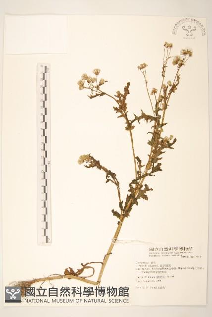 歐洲黃菀藏品圖，第1張