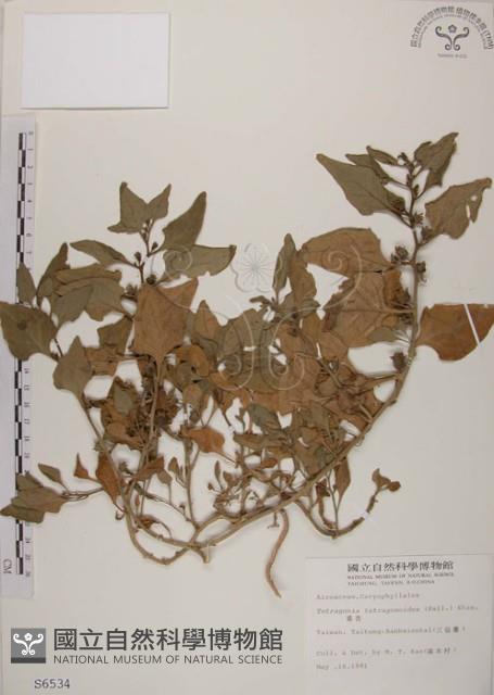 番杏藏品圖，第1張