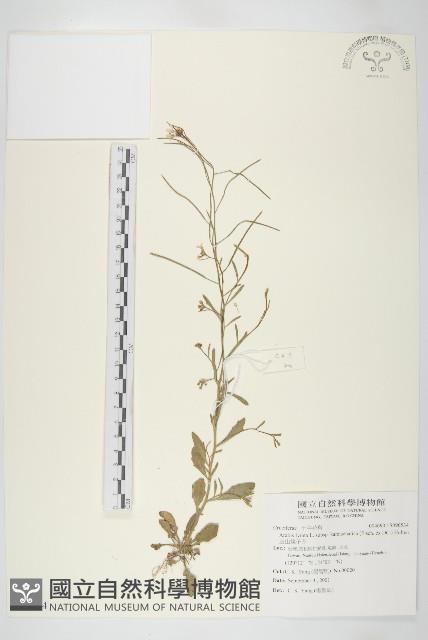 玉山筷子芥藏品圖，第1張