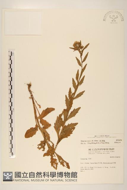 白頂飛蓬藏品圖，第1張