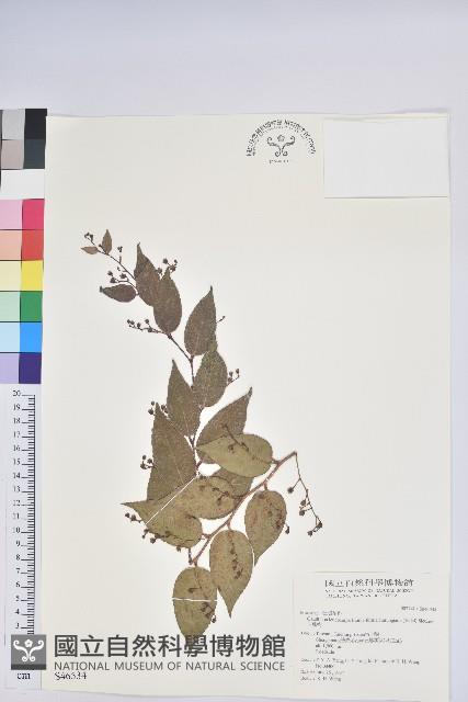 白珠樹藏品圖，第1張