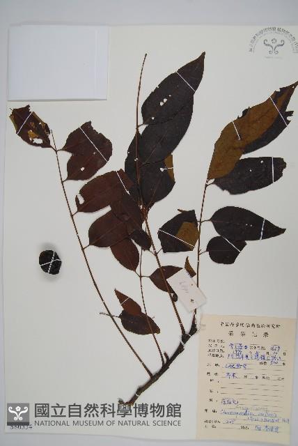 南酸棗藏品圖，第1張