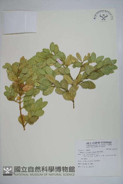 琉球黃楊藏品圖，第1張