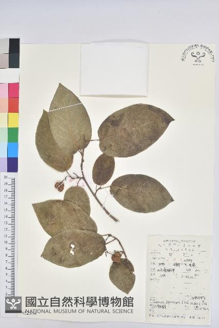 白木烏臼藏品圖，第1張