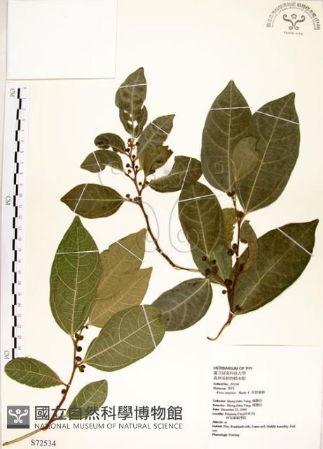 菲律賓榕藏品圖，第1張