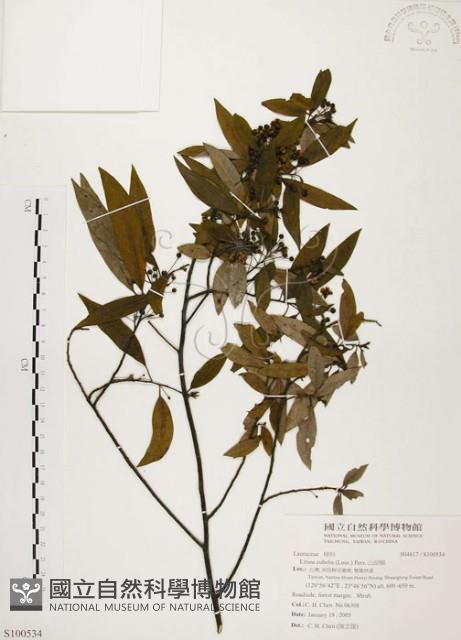 山胡椒藏品圖，第1張