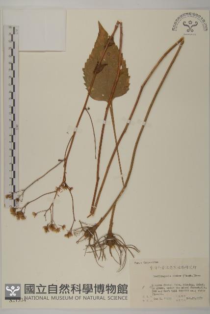 東風菜藏品圖，第1張