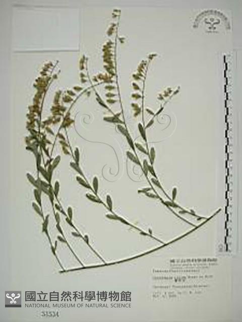 響鈴豆藏品圖，第1張