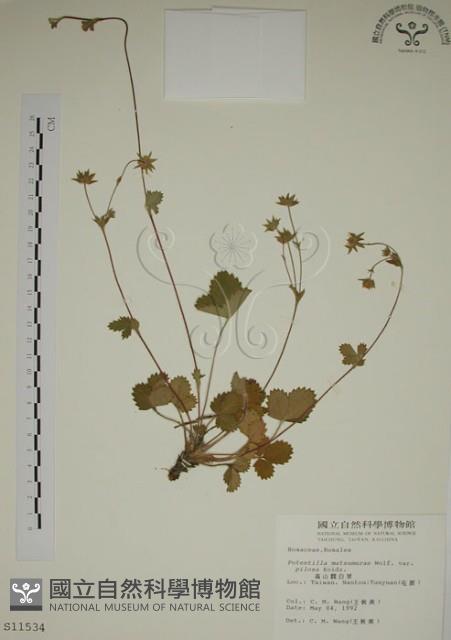 登錄號:S011534藏品圖，第1張