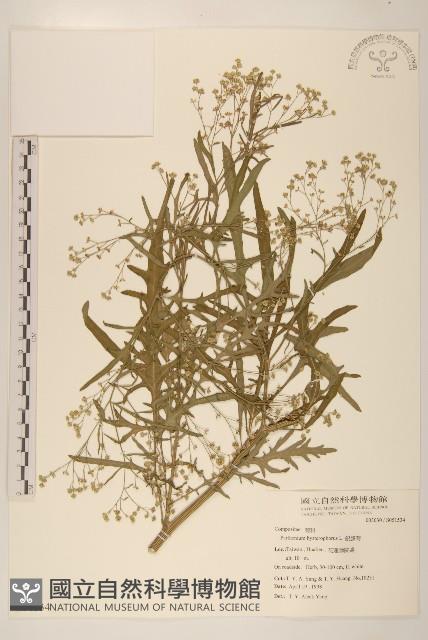 銀膠菊藏品圖，第1張