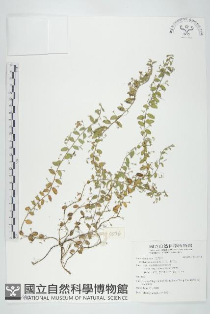 土丁桂藏品圖，第1張