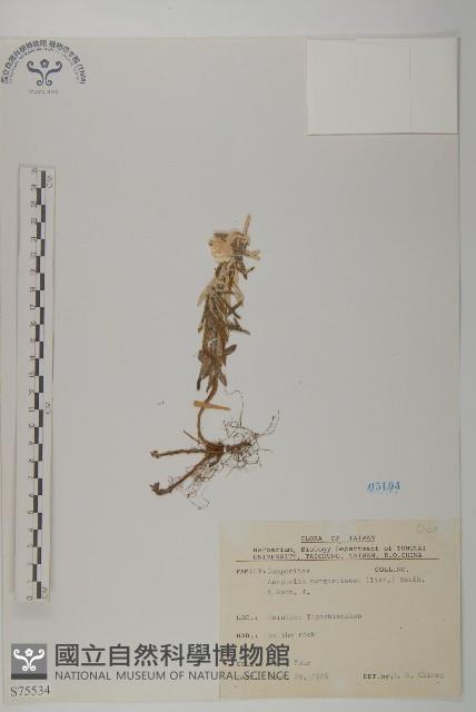 抱莖籟簫藏品圖，第1張