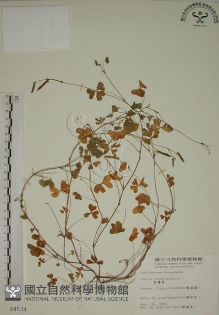 酢漿草藏品圖，第1張