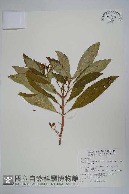 蘿芙木藏品圖，第1張