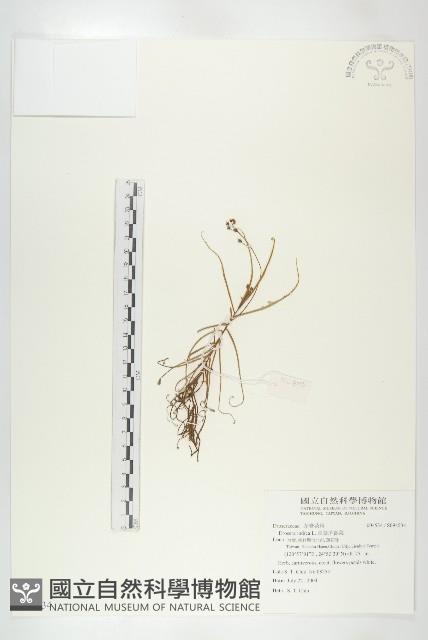 長葉茅膏菜藏品圖，第1張