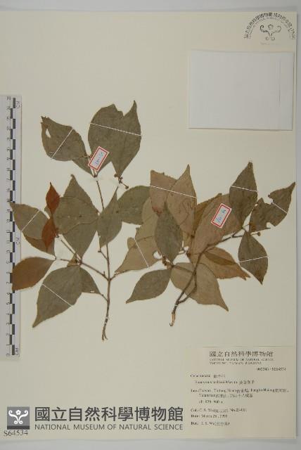 菱葉衛矛藏品圖，第1張