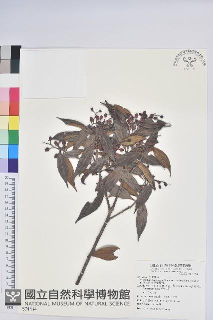 珍珠花、長尾葉越橘藏品圖，第1張