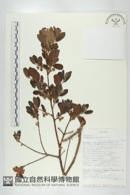 登錄號:S093534藏品圖，第1張