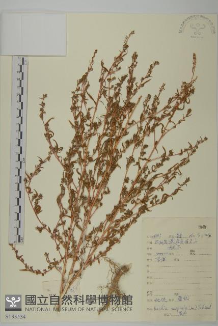地膚、掃手草藏品圖，第1張