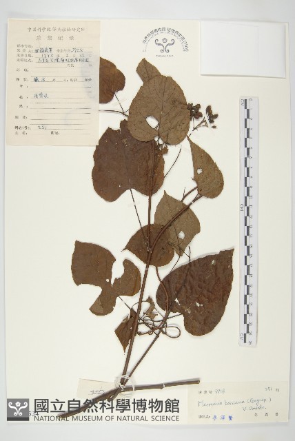 金鐘藤藏品圖，第1張