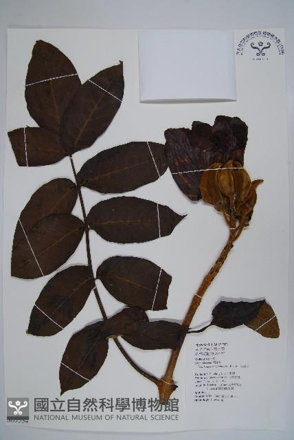 火燄木藏品圖，第1張