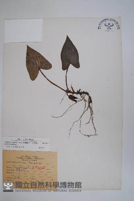 薄葉細辛、尾花細辛藏品圖，第1張