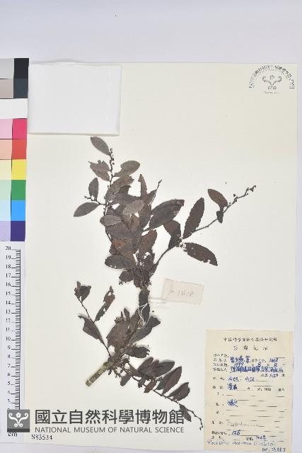 紅毛饅頭果藏品圖，第1張