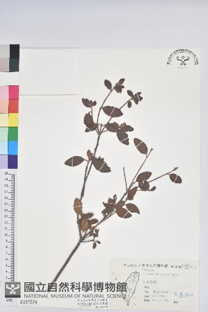 金毛杜鵑藏品圖，第1張