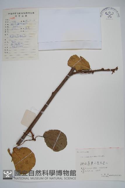 獼猴桃、奇異果藏品圖，第1張