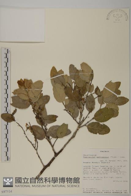 登錄號:S097534藏品圖，第1張