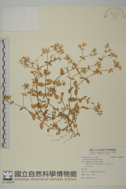 卷耳藏品圖，第1張