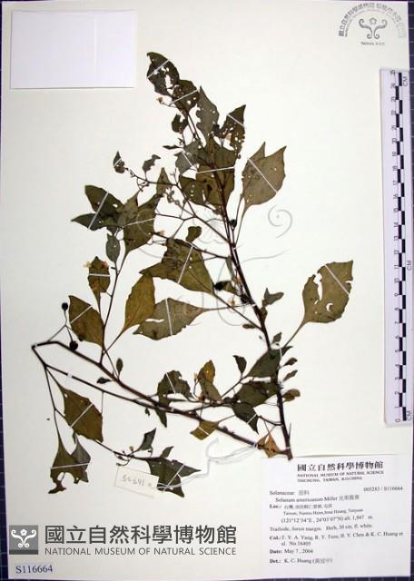 光果龍葵藏品圖，第1張