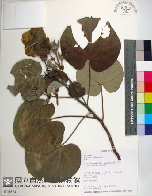 黃槿藏品圖，第1張