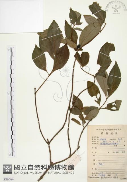 毛玉葉金花藏品圖，第1張