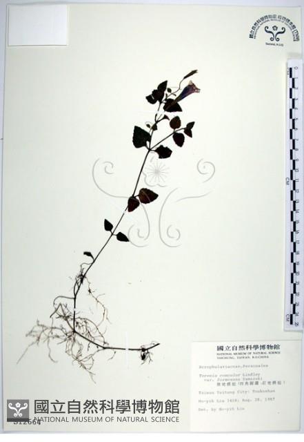 倒地蜈蚣、四角銅鑼藏品圖，第1張