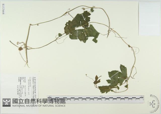 苦瓜藏品圖，第1張