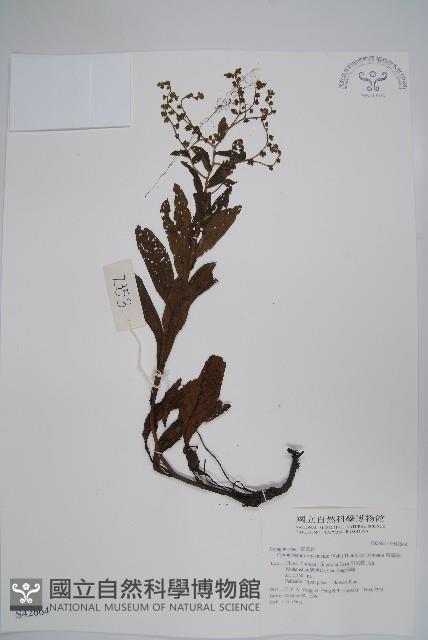 琉璃草藏品圖，第1張