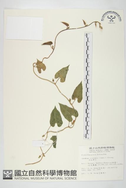 白花牽牛藏品圖，第1張