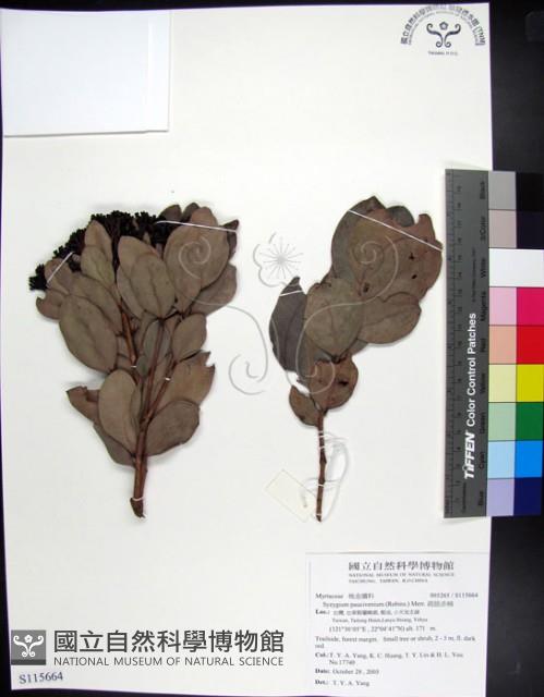 疏脈赤楠藏品圖，第1張