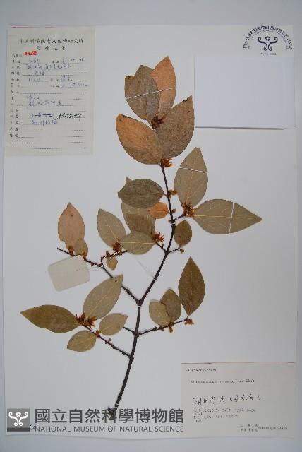 臘梅藏品圖，第1張