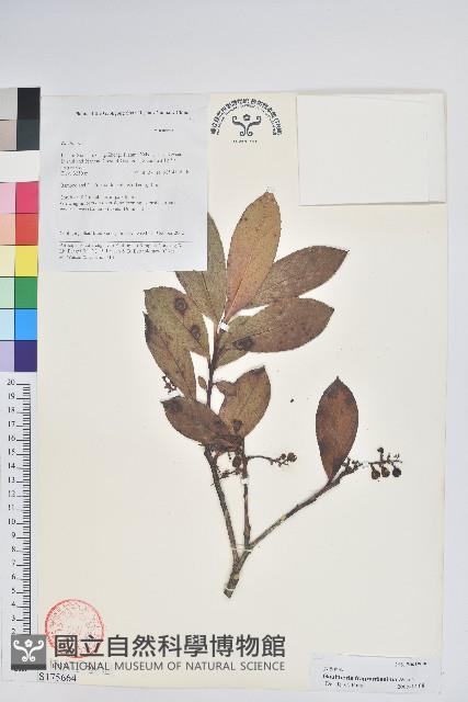 芳香白珠藏品圖，第1張