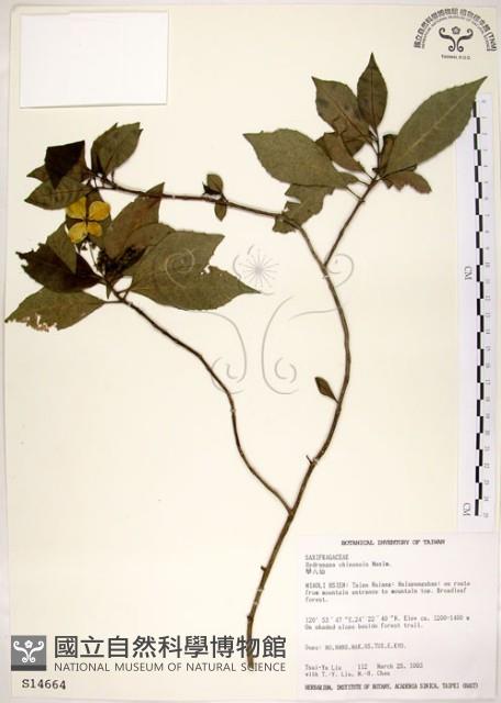 華八仙藏品圖，第1張