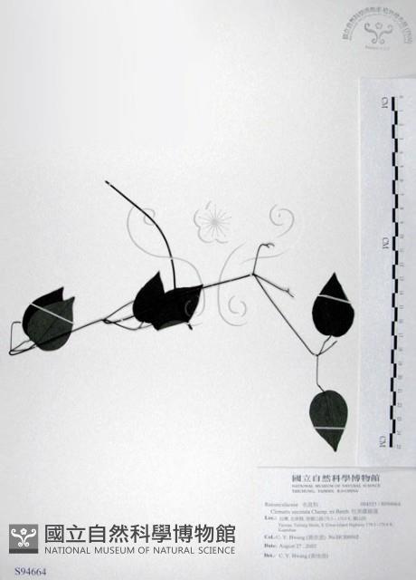 柱果鐵線蓮藏品圖，第1張